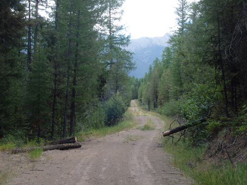 GDMBR: Thank You, to fallen tree cutter.